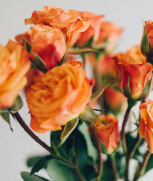 Flower picture
